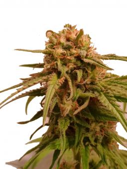 Unknown Kush - картинка 2