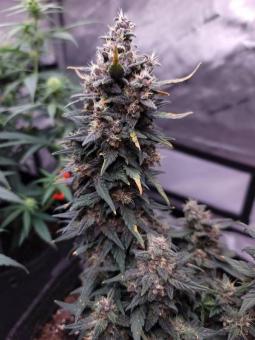 Fastberry Auto - картинка 3