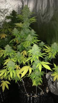 Lennon - картинка 3