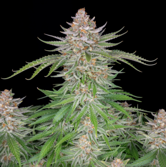 Strawberry Pie Auto - картинка 6