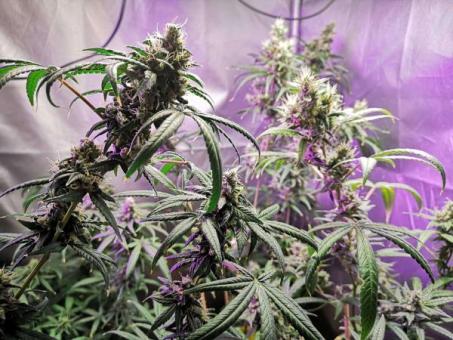 Quasar - картинка 3