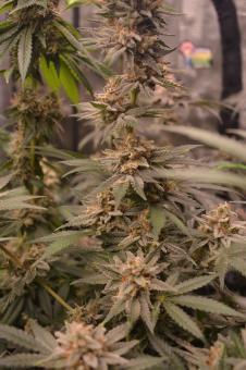 Chocobang - картинка 1