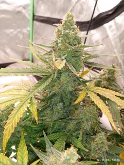 Auto Do-Si-Dos - картинка 4