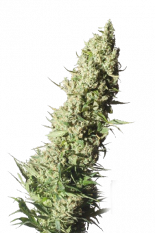 The Ultimate - картинка 6