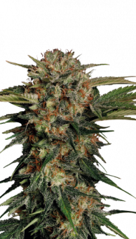 Motavation fem - картинка 4