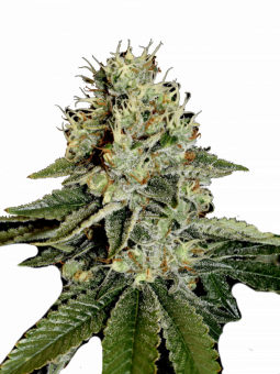 Tropical Tangie - картинка 1