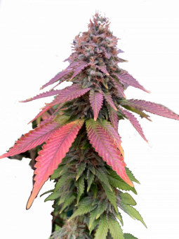 Bubblegum XL - картинка 6