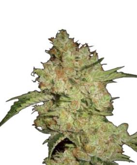 Shark CBD - картинка 1