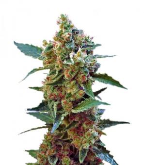 Cream Mandarine XL Auto - картинка 8