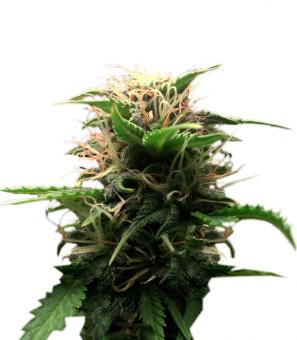 Lowryder Auto regular (IBL) - картинка 1