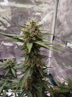 Anesthesia CBD - картинка 4