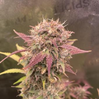 Diablo Rojo XL Auto - картинка 1