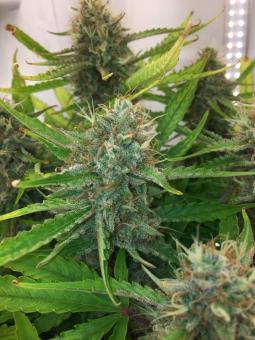 La Bella Afrodita Auto - картинка 4