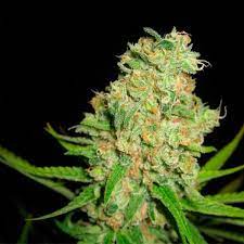 Auto Galaxy - картинка 4