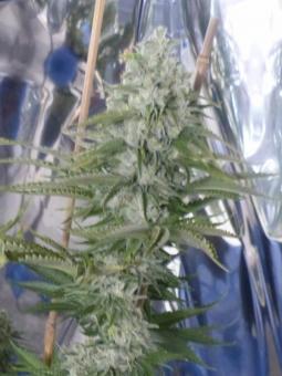 Chemo Kush genetics fem - картинка 3