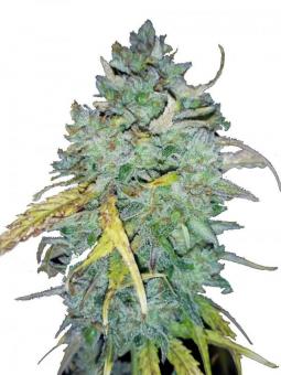 Auto Tangie genetics - картинка 8