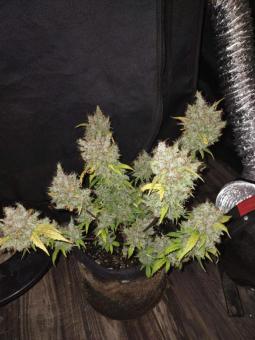 White Russian - картинка 4