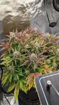 Auto Northern Lights - картинка 6