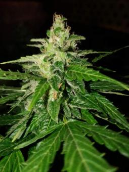 Pandora Auto - картинка 7