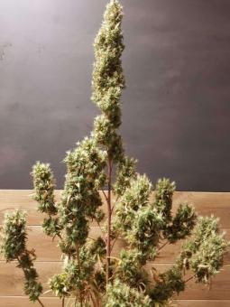 Deepforest Super Auto - картинка 4