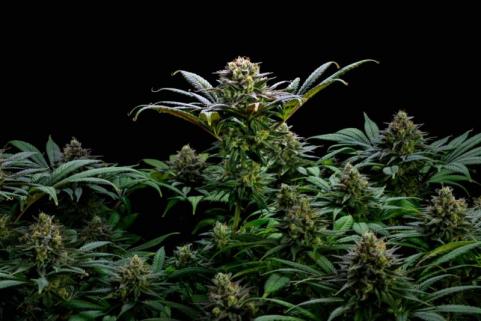 GG4 Sherbet FF - картинка 1