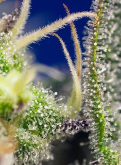 Green Poison XL Auto® - картинка 3