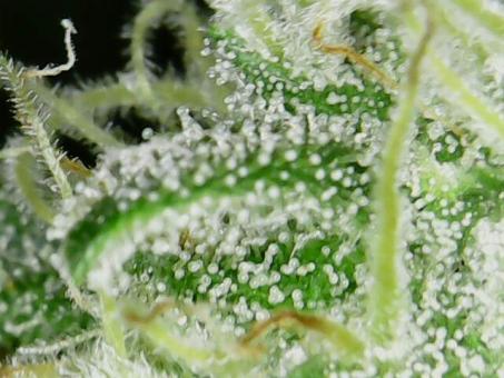 Super OG Kush - картинка 4