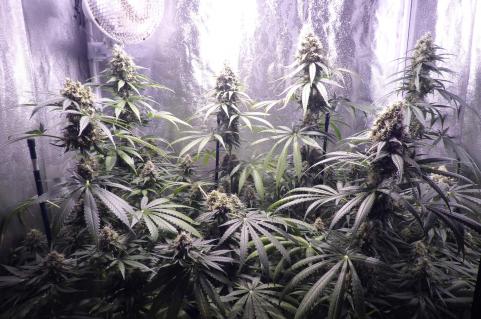 Galaxy CBD - картинка 6