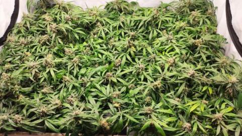 Critical Daddy Purple - картинка 5