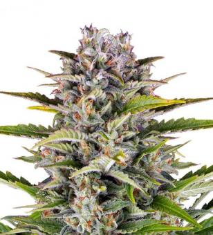 Gorilla Zkittlez Auto - картинка 1