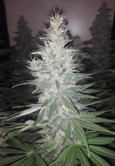 Nefertiti - картинка 2