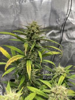 Lemonade Auto - картинка 1