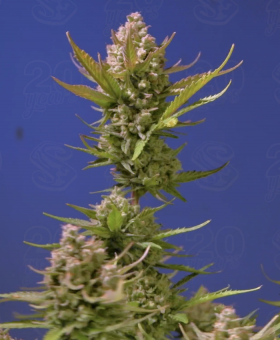 Studio 54 Stardust Auto - картинка 2