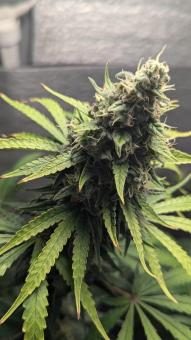 Papaya Zoap F1 Fast Version - картинка 2