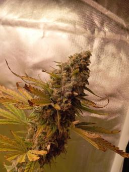 Sunday Punch - картинка 4