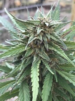 Himalaya Gold - картинка 4