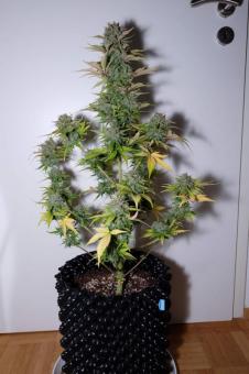 G14 Auto - картинка 4