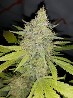 Gorila - картинка 2