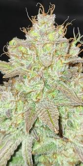 Sunset Sherbet - картинка 5