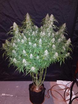 Six Shooter Auto - картинка 6