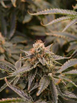 Nicole Og Kush - картинка 3