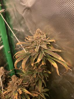 Wendy - картинка 1