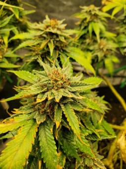 Skunk #1 Auto - картинка 4