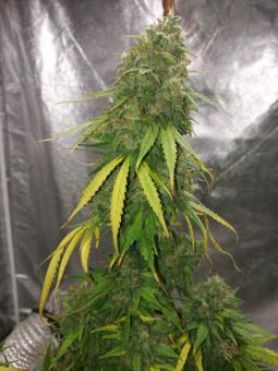 Creamy Kees - картинка 3