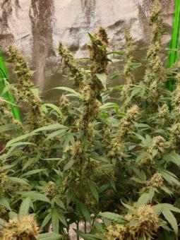 Cookies USA - картинка 3