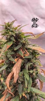 Chronic Fast F1 BX Regular - картинка 1