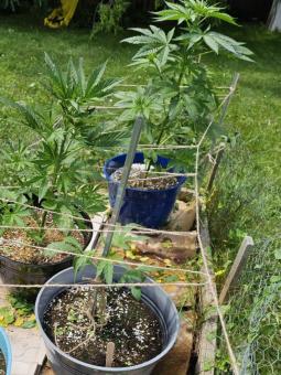 Rucu Cucu OG Auto - картинка 6