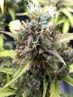 Purple Punch Auto - картинка 7