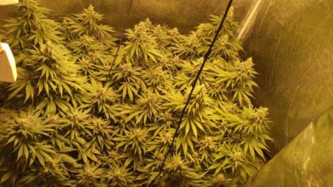 Mazar - картинка 2