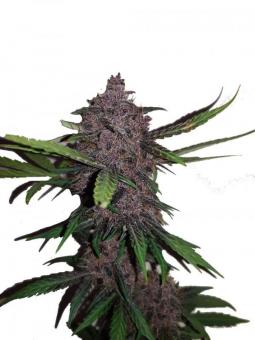 Crystal Meth Auto - картинка 9